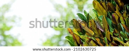 Colorful canna leaves in Asian garden in the afternoon of the day, blurred natural bokeh background.	