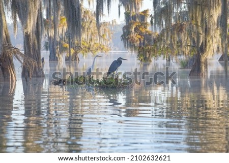 The swamps of Texas and  Louisiana, bald cypress, Spanish moss, birds, Lafayette, Caddo Lake, Atchafalaya basin Royalty-Free Stock Photo #2102632621