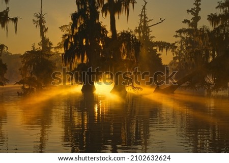 The swamps of Texas and  Louisiana, bald cypress, Spanish moss, birds, Lafayette, Caddo Lake, Atchafalaya basin Royalty-Free Stock Photo #2102632624