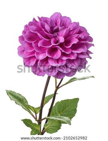 Dahlia flower with leaves, Purple dahlia flower isolated on white background, with clipping path                           Royalty-Free Stock Photo #2102652982