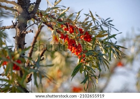 Sea buckthorn, shallow depth of field blurred. The use of juices, compotes, wines, sea buckthorn oil. This oil is used in medicine and cosmetology, it is part of lotions, ointments, medicines.