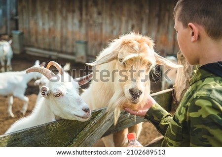 The child feeds the goat on the farm. Selective focus. Nature.