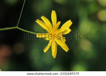 Calendula officinalis yellow flower macro photo