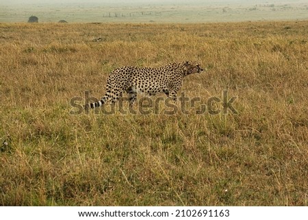 Gepard in the savannah in the Tsavo East and Tsavo West National Park