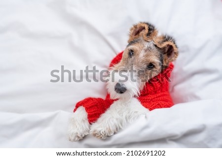 Cute Wire-haired Fox terrier puppy wearing red warm sweater lying  on a bed under warm white blanket at home. Top down view Royalty-Free Stock Photo #2102691202