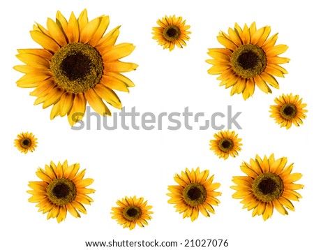 Assorted sizes sunflowers at the white background