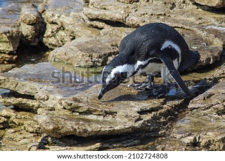 penguin bending over on the rocks close the water
