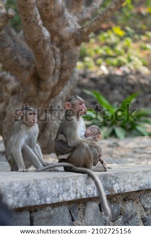 Picture of monkey breastfeeding her child. 