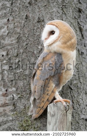 A perfect predator, the Barn owl (Tyto alba)