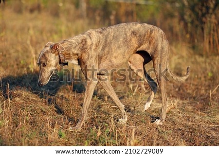 Greyhound posing in nature. Dog stands against the background of autumn nature in sunset. Animal concept outdoors