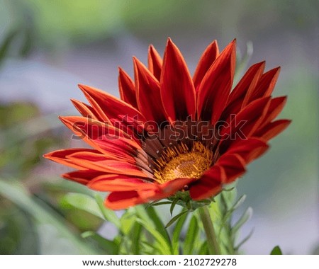 Red Gazania flower with green leaves, pollen. Close-up.