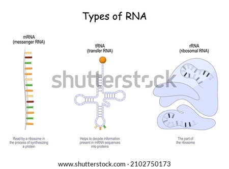 Types of RNA. tRNA for transfer, that helps to decode information present in mRNA, rRNA in ribosome, and mRNA that Reads by a ribosome in the process of synthesizing a protein. Vector poster Royalty-Free Stock Photo #2102750173