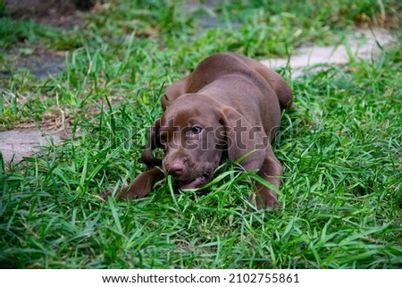 one vizslar puppy playing in the grass