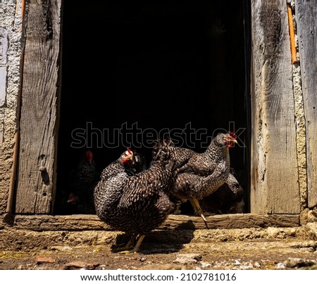 Group of chickens on a small farm