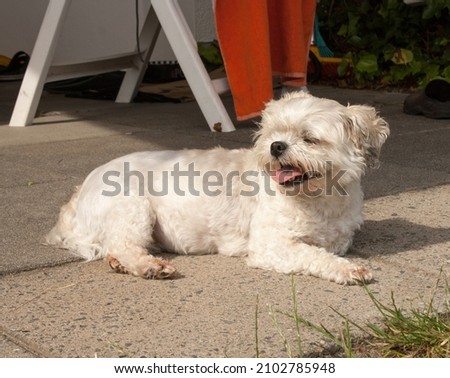 A small crossbreed (shih tzu  chihuahua) dog laying and resting on the ground