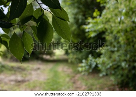 foreground tree branch with leaves. blurred background, leaving road Royalty-Free Stock Photo #2102791303