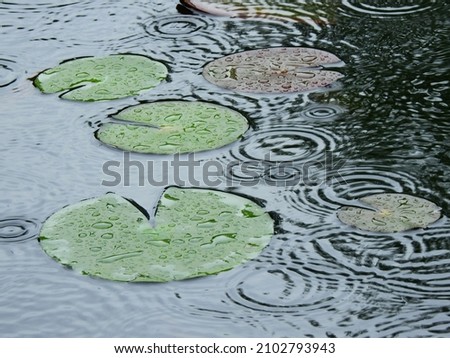 raindrops falling on lotus leaf with water drops in the pond