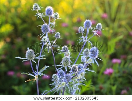 Eryngium Planum Or Blue Sea Holly - Flower Growing On Meadow. Wild Herb Plants. Royalty-Free Stock Photo #2102803543