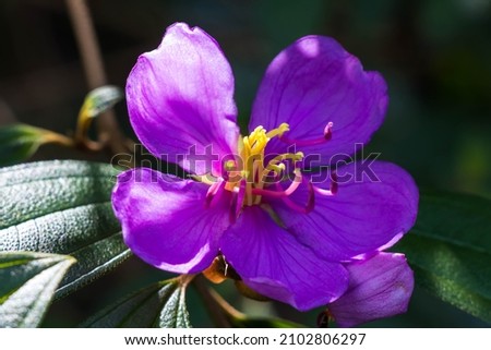 An image of a purple flower