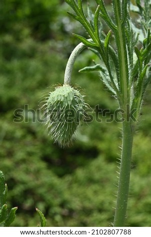 poppy bud against the background of green plants