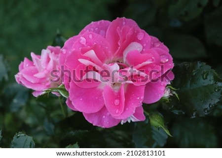 Saturated pink color with a white eye Floribunda Rose Regensberg flowers in a garden in July 2021. Idea for postcards, greetings, invitations, posters, wedding and Birthday decoration, background 