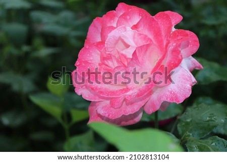 Pink color Hybrid Tea Rose Big Apple flowers in a garden after the rain in July 2021. Idea for postcards, greetings, invitations, posters, wedding and Birthday decoration, background 