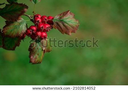 autumn background with red berries
