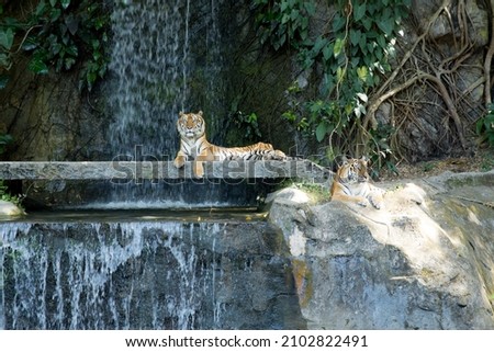 Bengal tiger resting at artificial waterfall, focus selective.