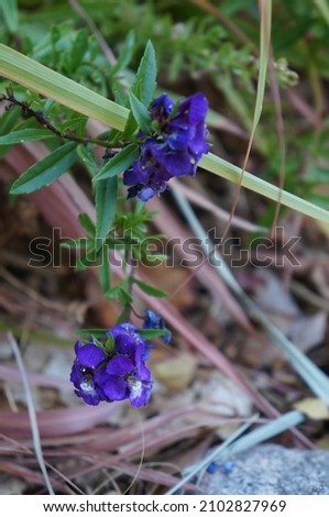 Beautiful violet colored flowers, selective focus
