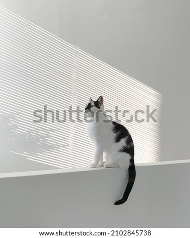 Black and white cat in a minimalistic white interior.