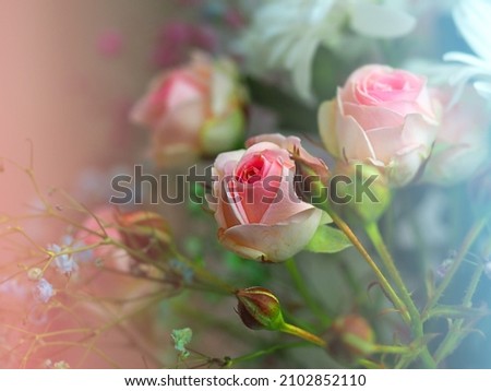 White roses and chrysanthemums on a white background. Bride's bouquet. background. Soft pastel colors. Background for postcards, invitations, and greetings.