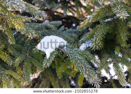 Coniferous tree covered with beautiful frost in winter against the blue sky in park