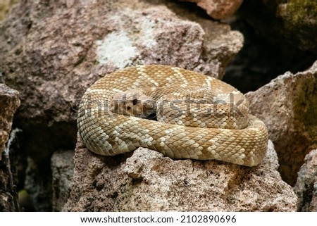 Rattlesnake over the jungle ground 
