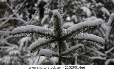 Evergreen top covered with snow 
