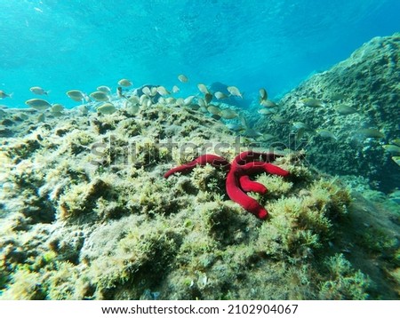 Seabed with coral, rocks, fish and starfish