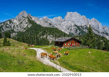 Idyllic mountain scenery in summer with cows in front of a wooden hut and the Reiter Steinberge in the background, Weissbach bei Lofer, Salzburg State, Austria, Europe Royalty-Free Stock Photo #2102910013
