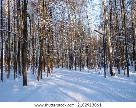 An empty cross-country ski trail located in a winter forest on a bright sunny day