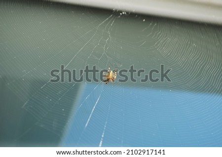 A close-up of the spider in the middle of a cobweb, spider's web against the green background.