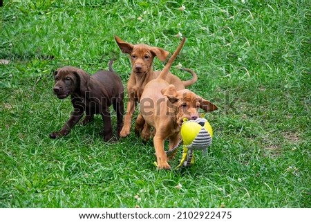 vizsla puppys in the grass