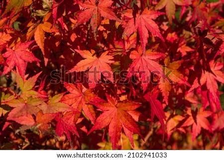 Amazing Red Maple Bonsai. Seeing a Japanese maple, fall in love with it forever! The beauty of Japanese maples culminates in the fall, when their foliage turns bright, almost stunning colors. Royalty-Free Stock Photo #2102941033