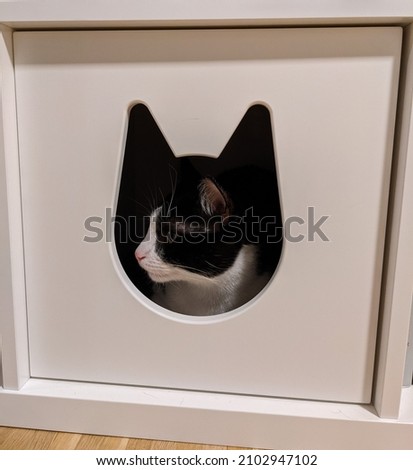 Black-and-white cat lurking from his cat-shaped hideout