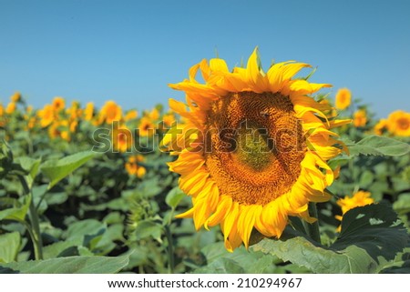 Beautiful sunflowers on the blue sky background