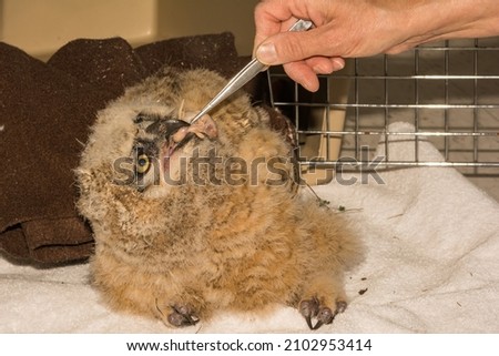 Feeding an abandoned Great Horned Owlet Royalty-Free Stock Photo #2102953414