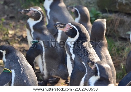 Magellanic penguins are taking a sunbath