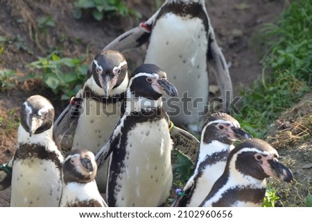 Magellanic penguins are walking to the water