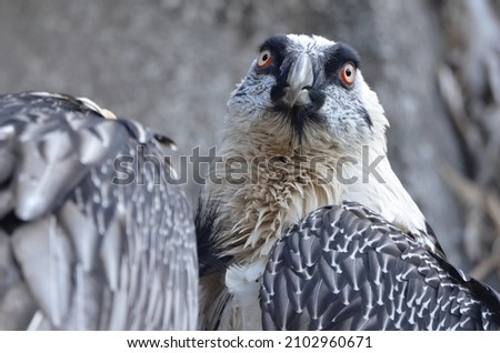 Closeup of the head of a bearded vulture