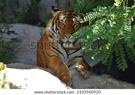 A siberian tiger is hiding behind a tree Royalty-Free Stock Photo #2102960920