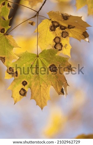 Autumn, bright leaves of trees close-up, landscape.