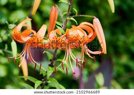 three opened flowers of tiger lily taken close up against green background