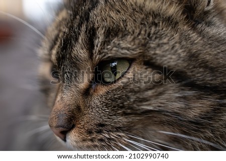 close-up of the eyes of a gray domestic cat